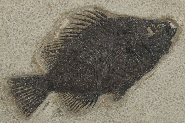 Fossil Fish (Cockerellites) - Wyoming #211223